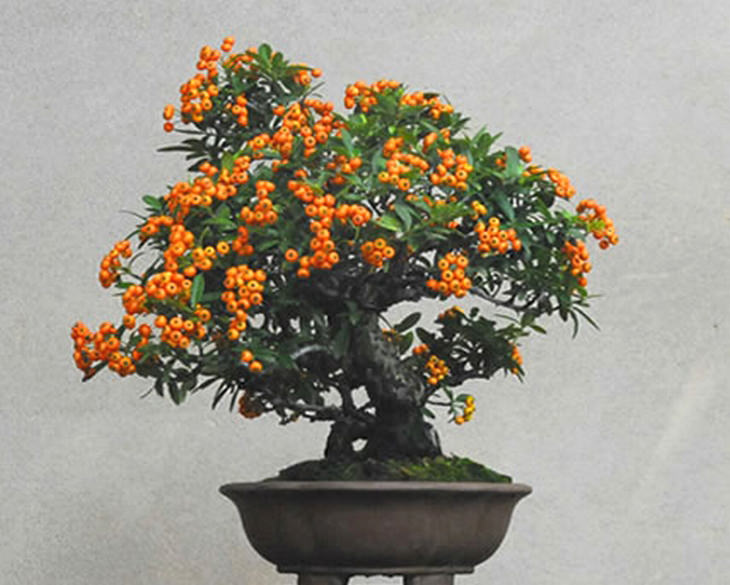 A Guide to Growing Bonsai Fruit Trees