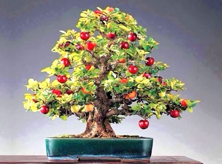 How to Grow Bonsai Fruit Trees