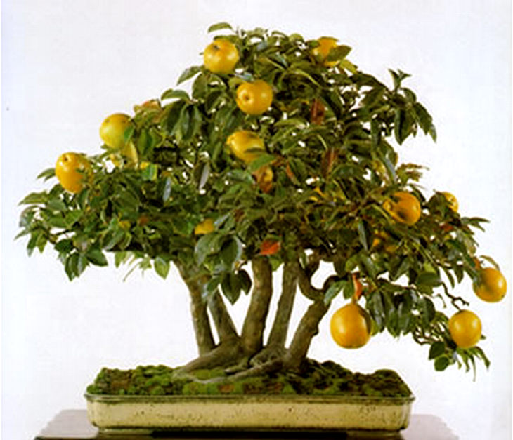 How to Grow Bonsai Fruit Trees