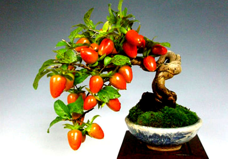 fruit-bonsai
