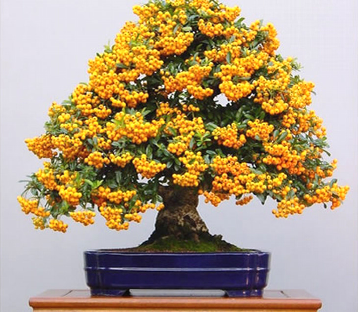 A Guide to Growing Bonsai Fruit Trees