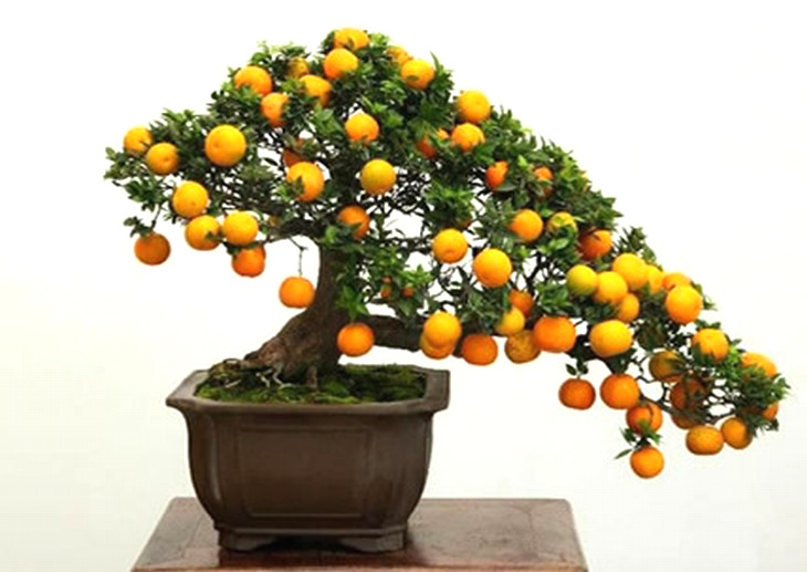 fruit-bonsai