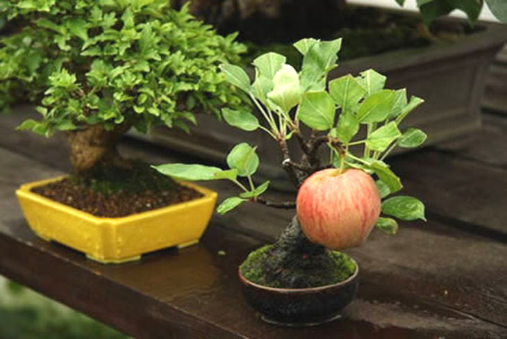 Bonsai Tree Growing Guides, Tips, and Information