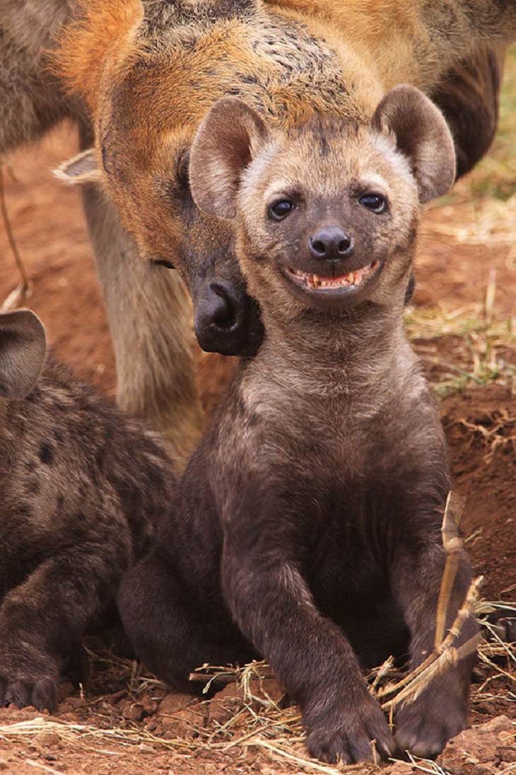 Smiling - Happy - Animals 