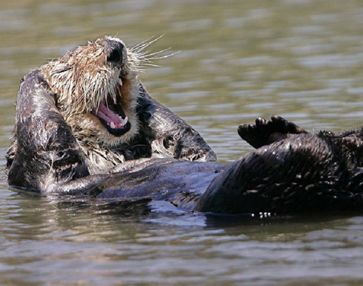 Smiling - Happy - Animals 