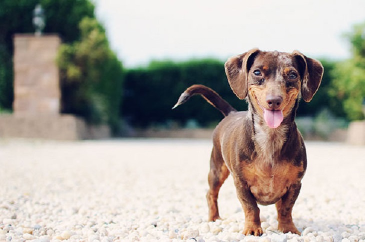 Smiling - Happy - Animals 