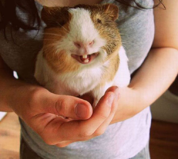 Smiling - Happy - Animals 