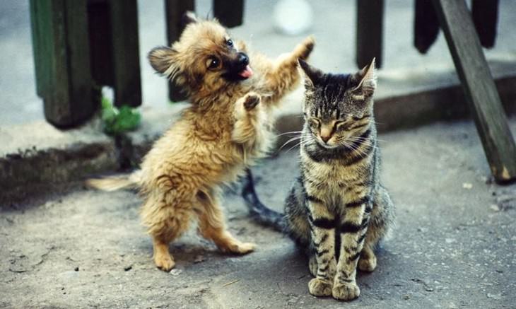 cute, cats, dogs, bossy