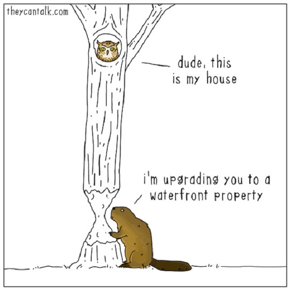 Funny - Animal - Cartoons