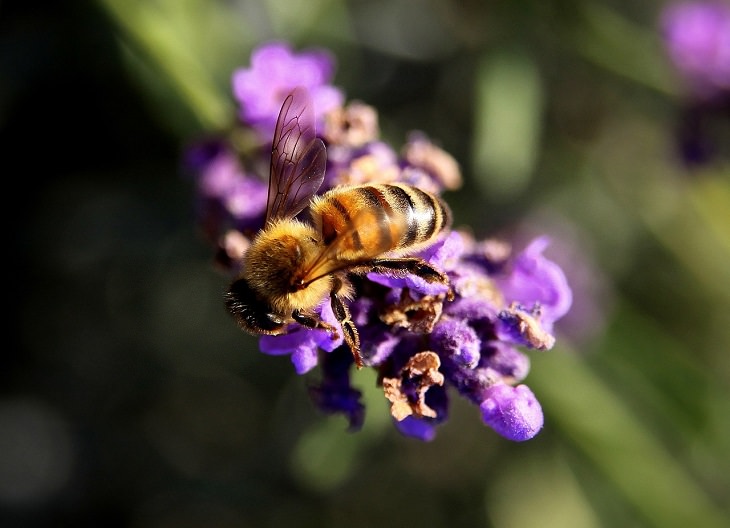 Uses - Lavender - Oil