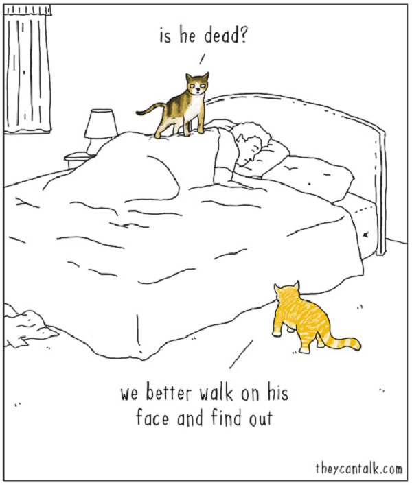 Funny - Animal - Cartoons