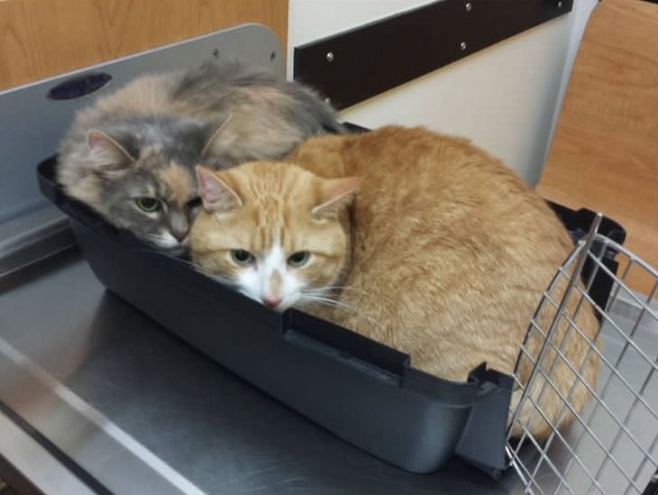 cats, cute, vet