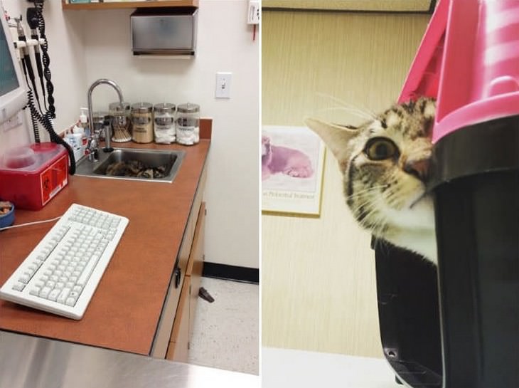 cats, cute, vet