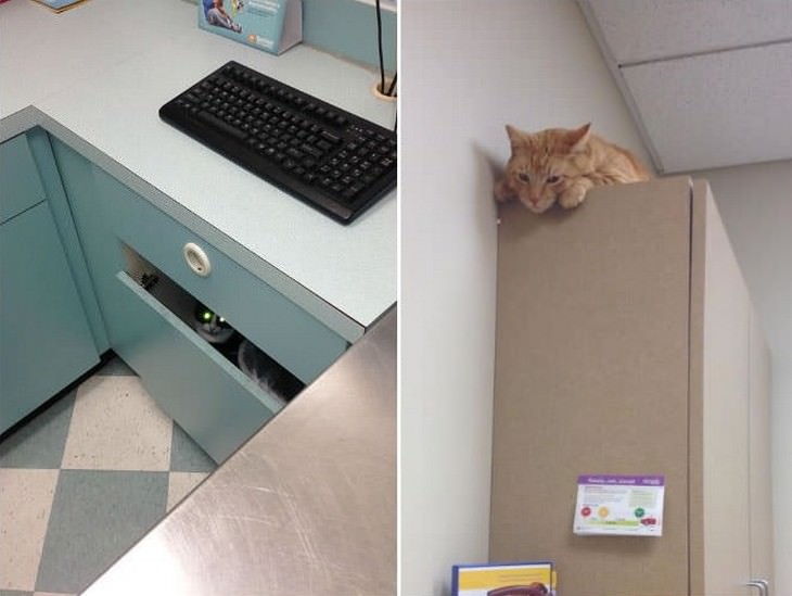 cats, cute, vet