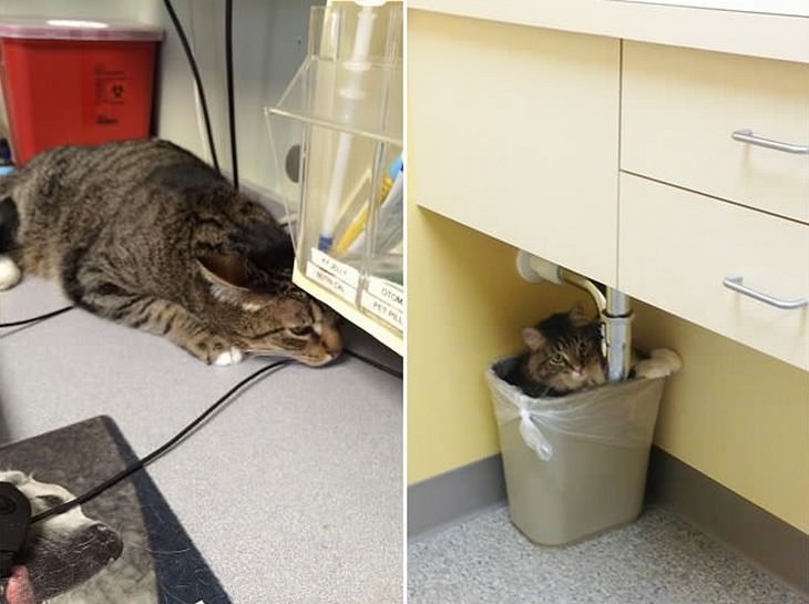 cats, cute, vet