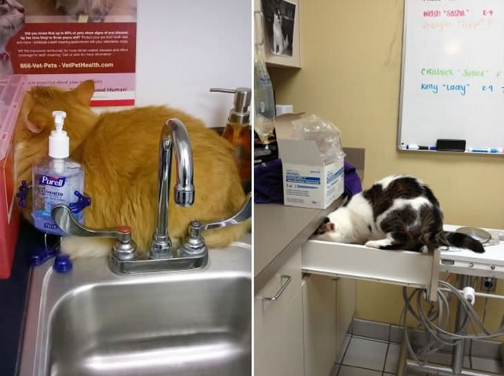 cats, cute, vet