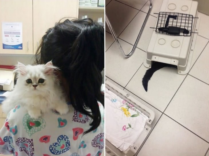 cats, cute, vet