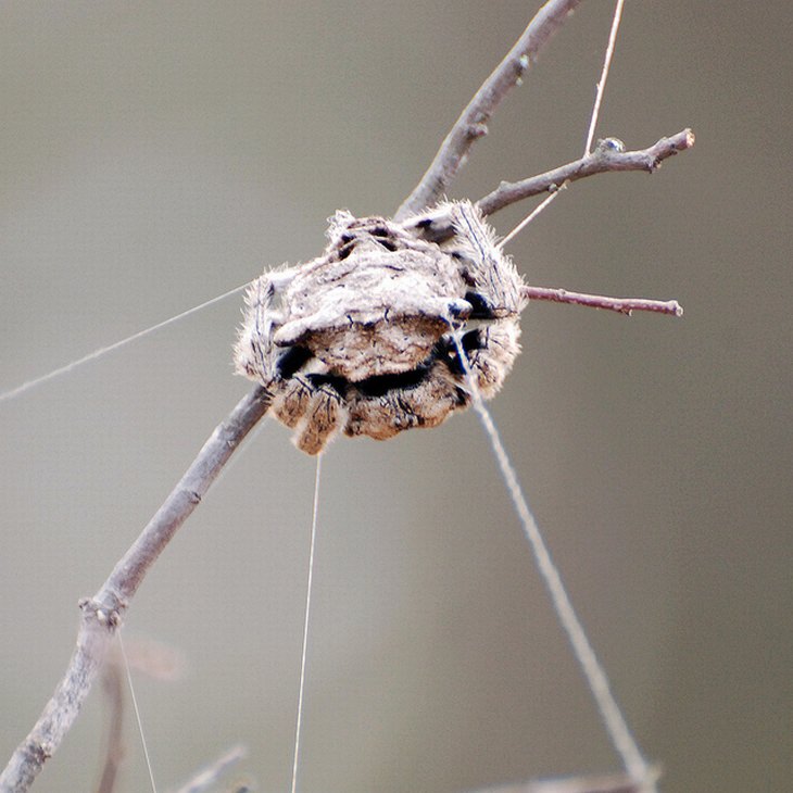 madagascar-animals