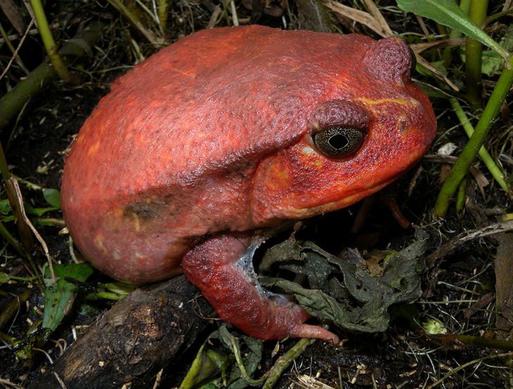 10 Freaky Facts Proving Frogs Are Fantastic - Listverse