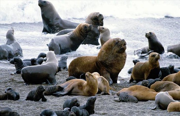 Animals - Galapagos - Islands 