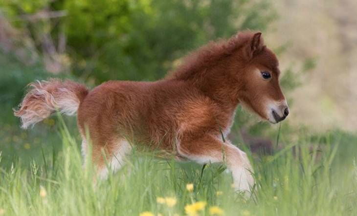 These Horses Are as Small as Puppies!