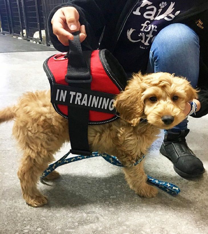 Cute Puppies on Their First Day at Work