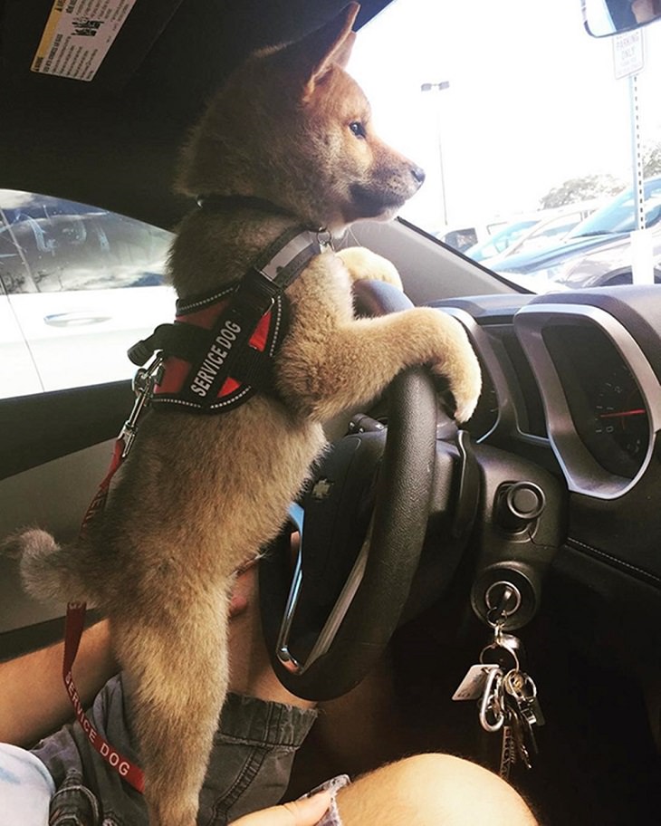 Cute Puppies on Their First Day at Work