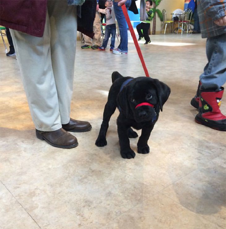 Cute Puppies on Their First Day at Work