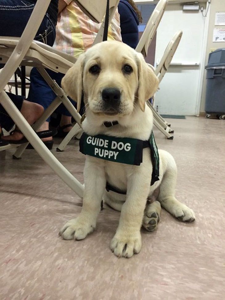 Cute Puppies on Their First Day at Work