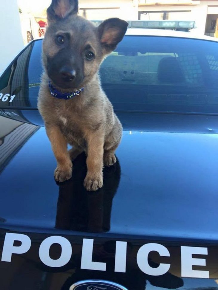 Cute Puppies on Their First Day at Work