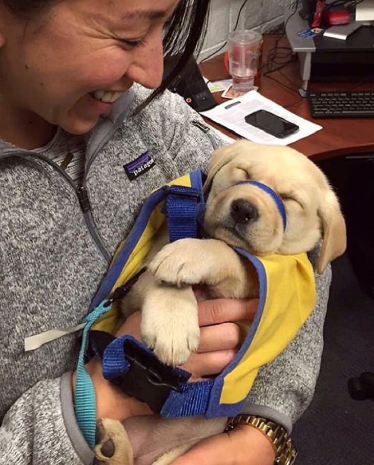 Cute Puppies on Their First Day at Work