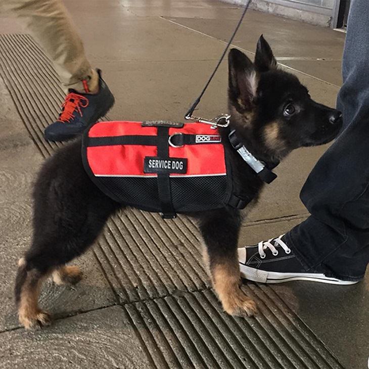 Cute Puppies on Their First Day at Work