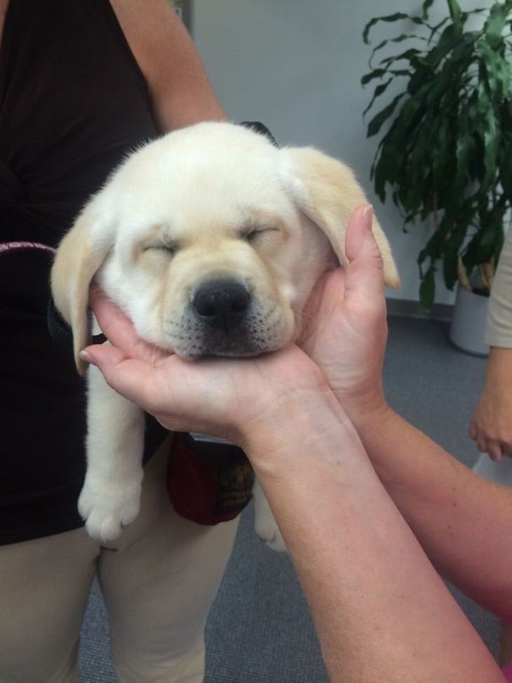 Cute Puppies on Their First Day at Work