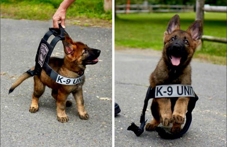 Cute Puppies on Their First Day at Work