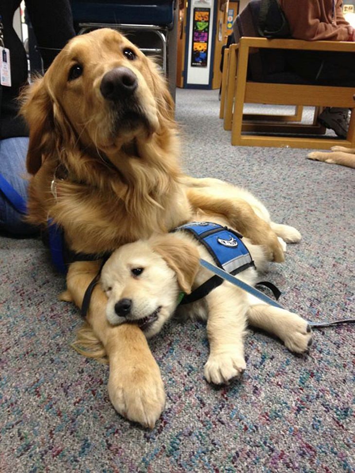 Cute Puppies on Their First Day at Work