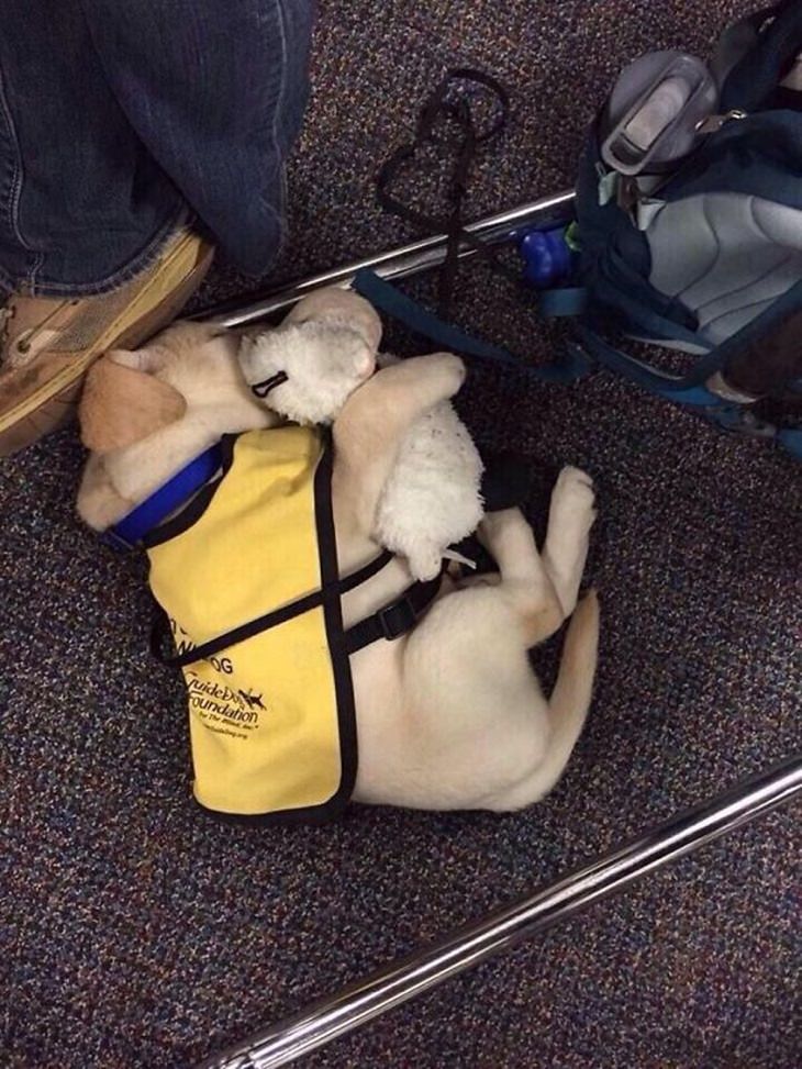 Cute Puppies on Their First Day at Work