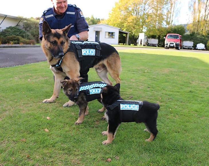 Cute Puppies on Their First Day at Work