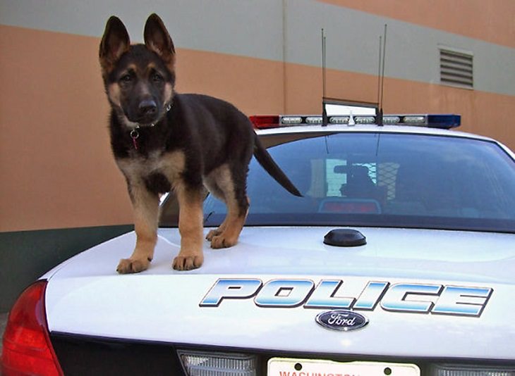 Cute Puppies on Their First Day at Work