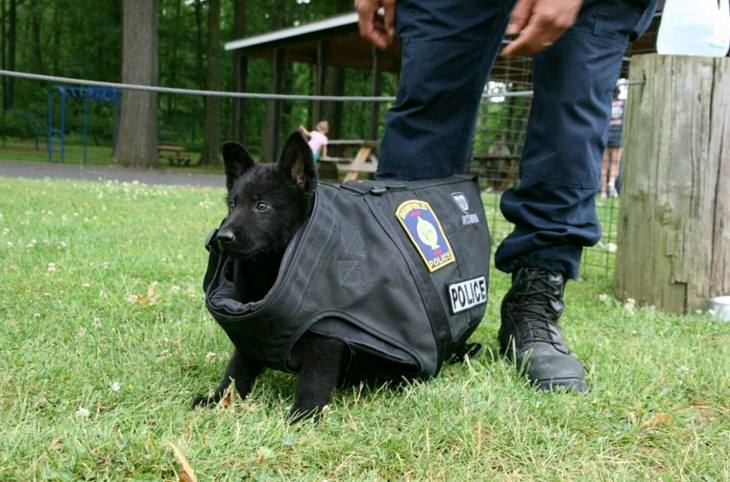 Cute Puppies on Their First Day at Work