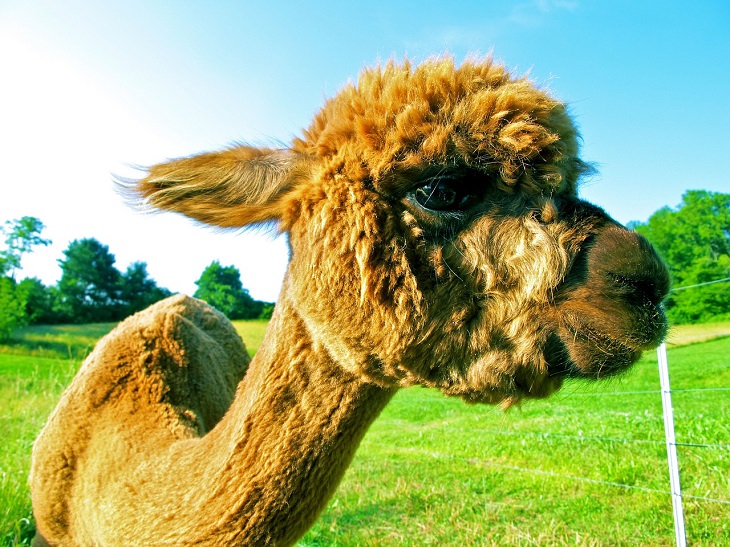 Funny, Clumsy...and Adorable! Meet Some Alpacas...