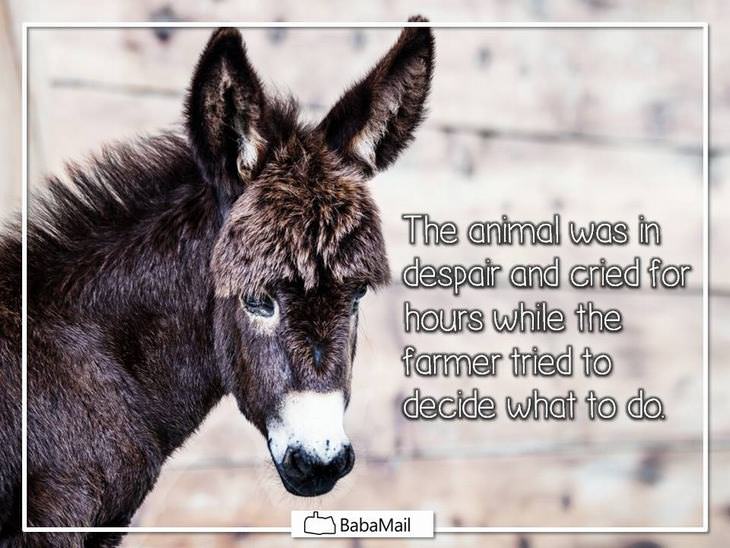 donkey moral