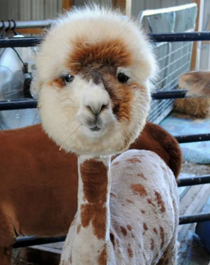 alpacas, cute, animals, video