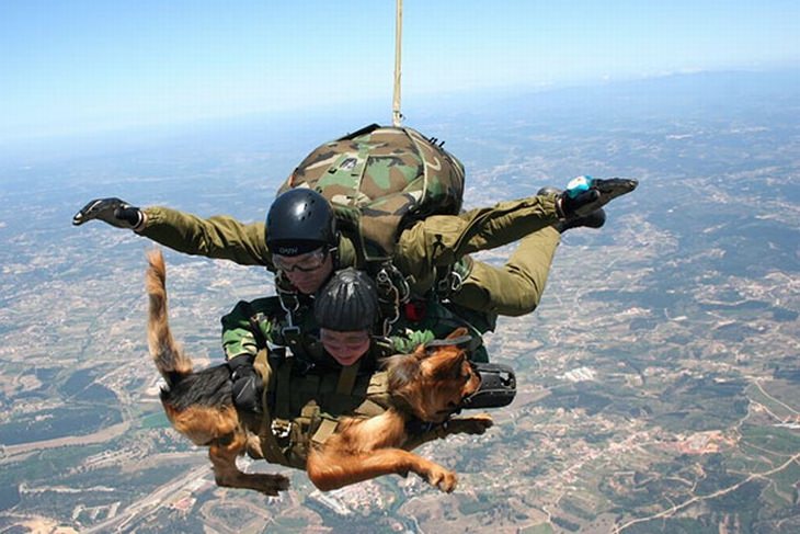 military-dogs-owners