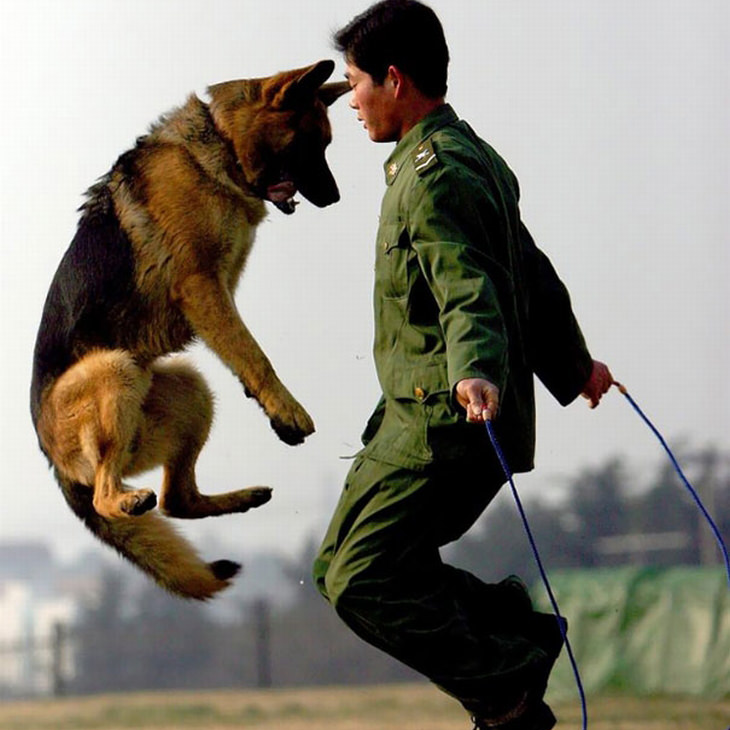 military-dogs-owners