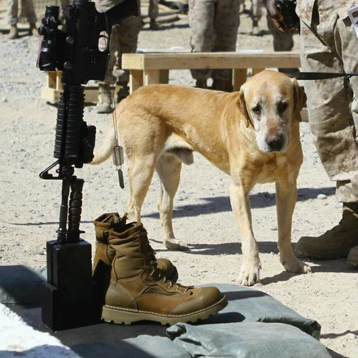 military-dogs-owners