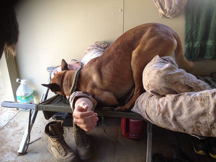 military-dogs-owners