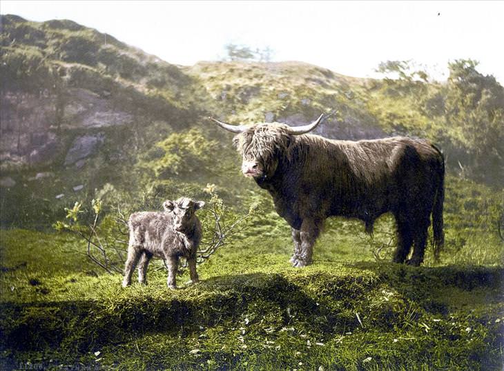 Photochroms of Scotland in the 1890s