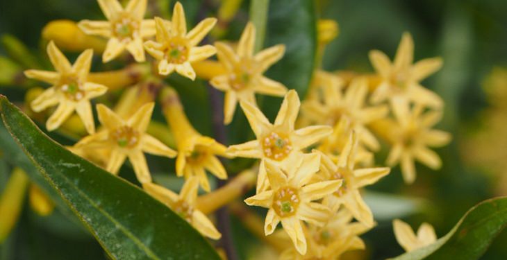 aromatic flowers