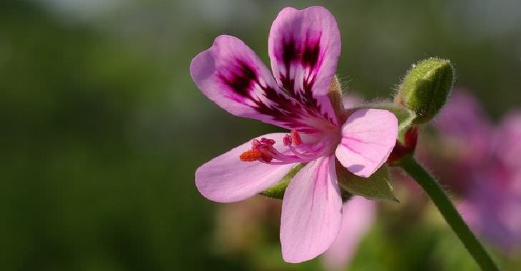 aromatic flowers