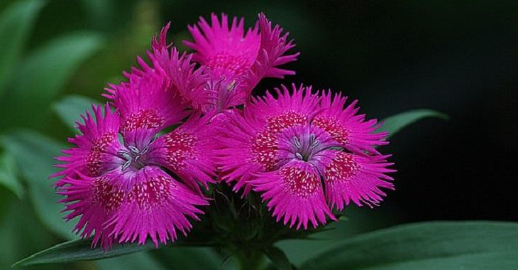 aromatic flowers